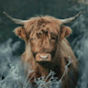 Meet your Posher, Bri